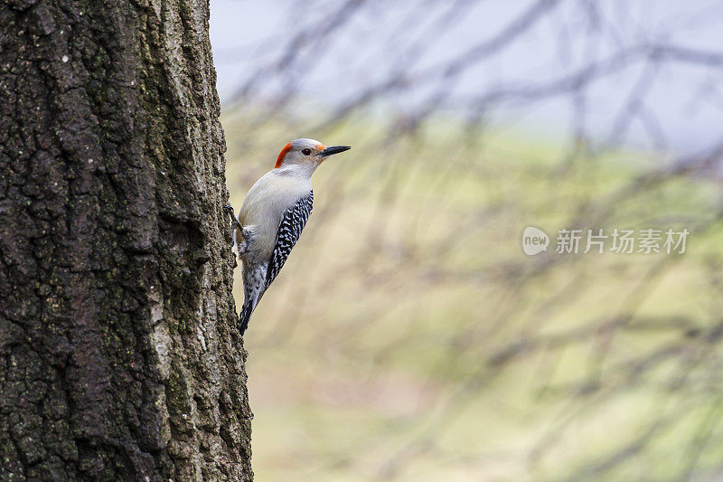 红腹啄木鸟(Melanerpes carolinus)